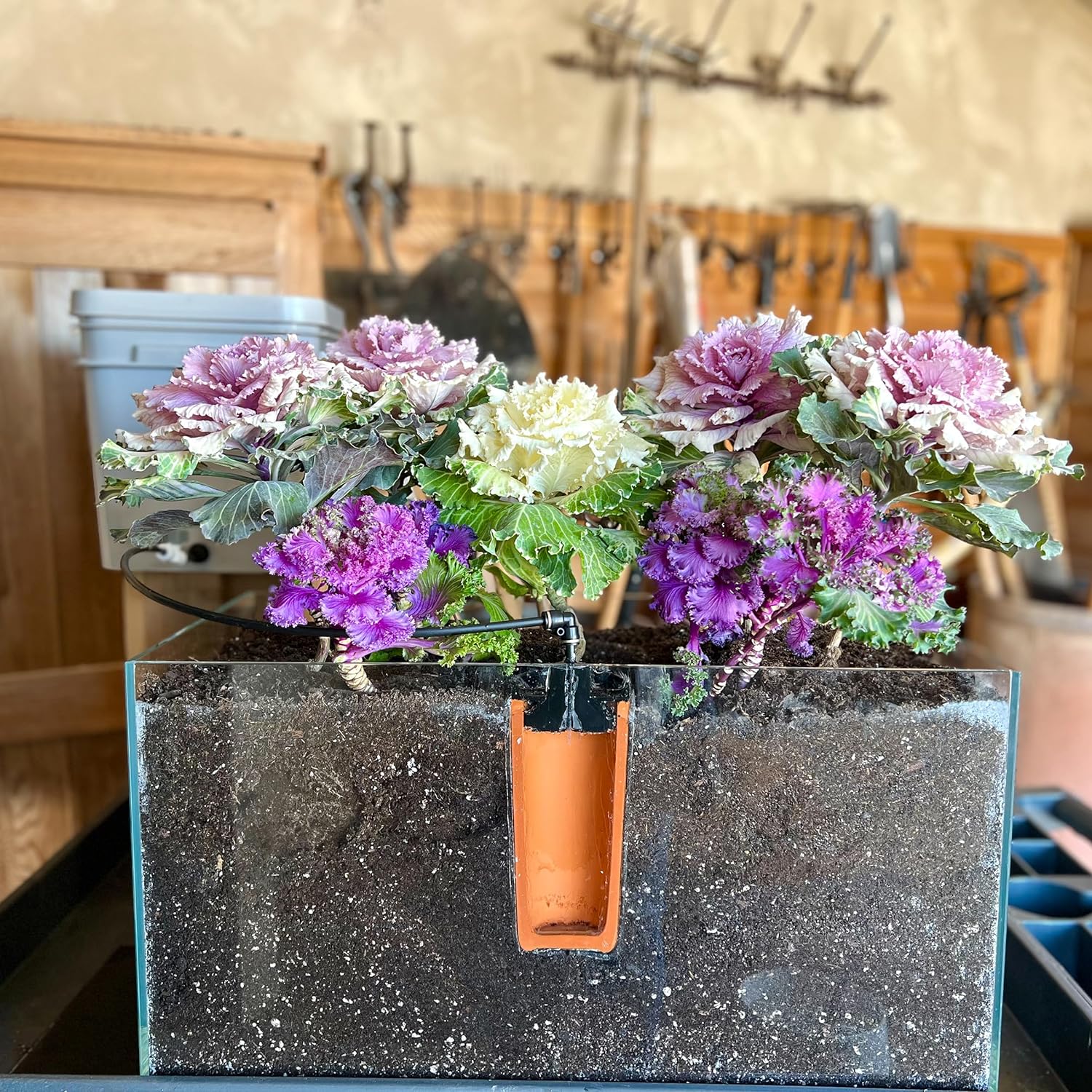 Thirsty Earth: CottaCup Automatic Olla Watering System For Your Garden – Happier plants. 2X the harvest. 61% less water. - Image 3